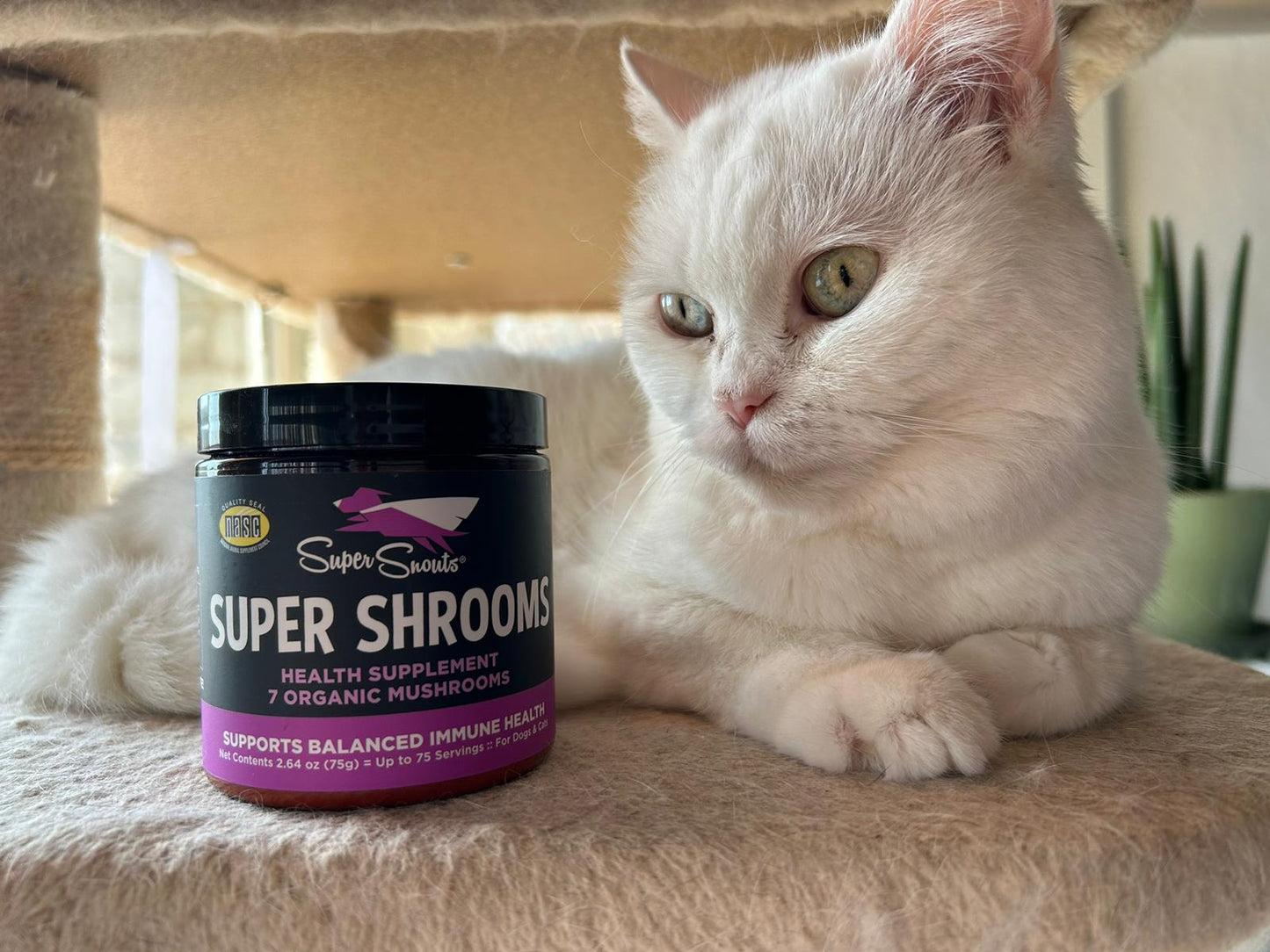 Super Snouts Super Shrooms
