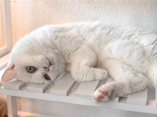 ¿Por qué los gatos no deberían comer pienso?