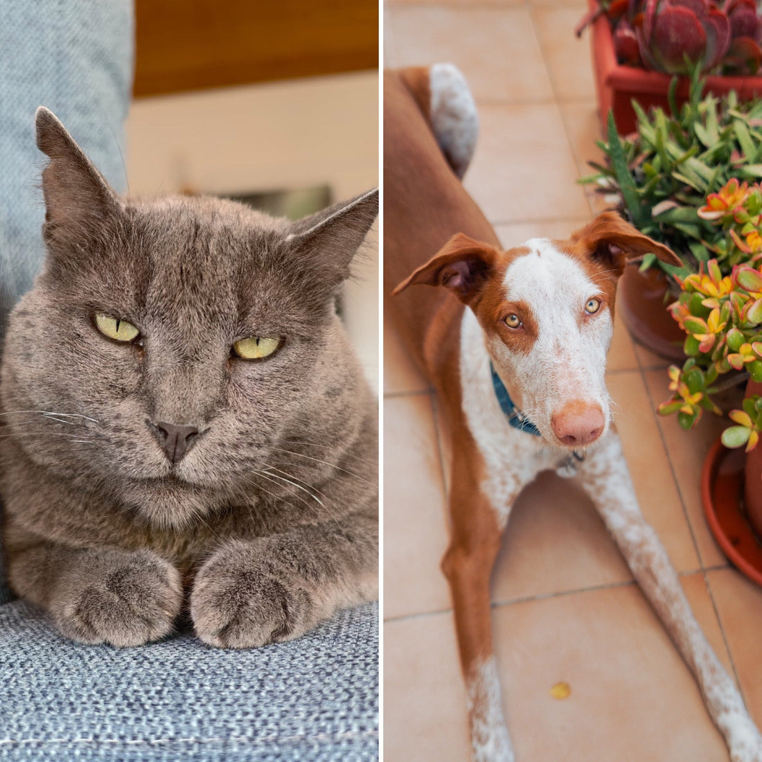 Nutrición real personalizada para perros y gatos