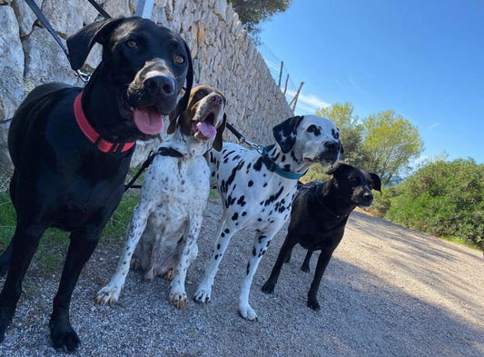 Beneficios de la Dieta Natural para Perros y Gatos