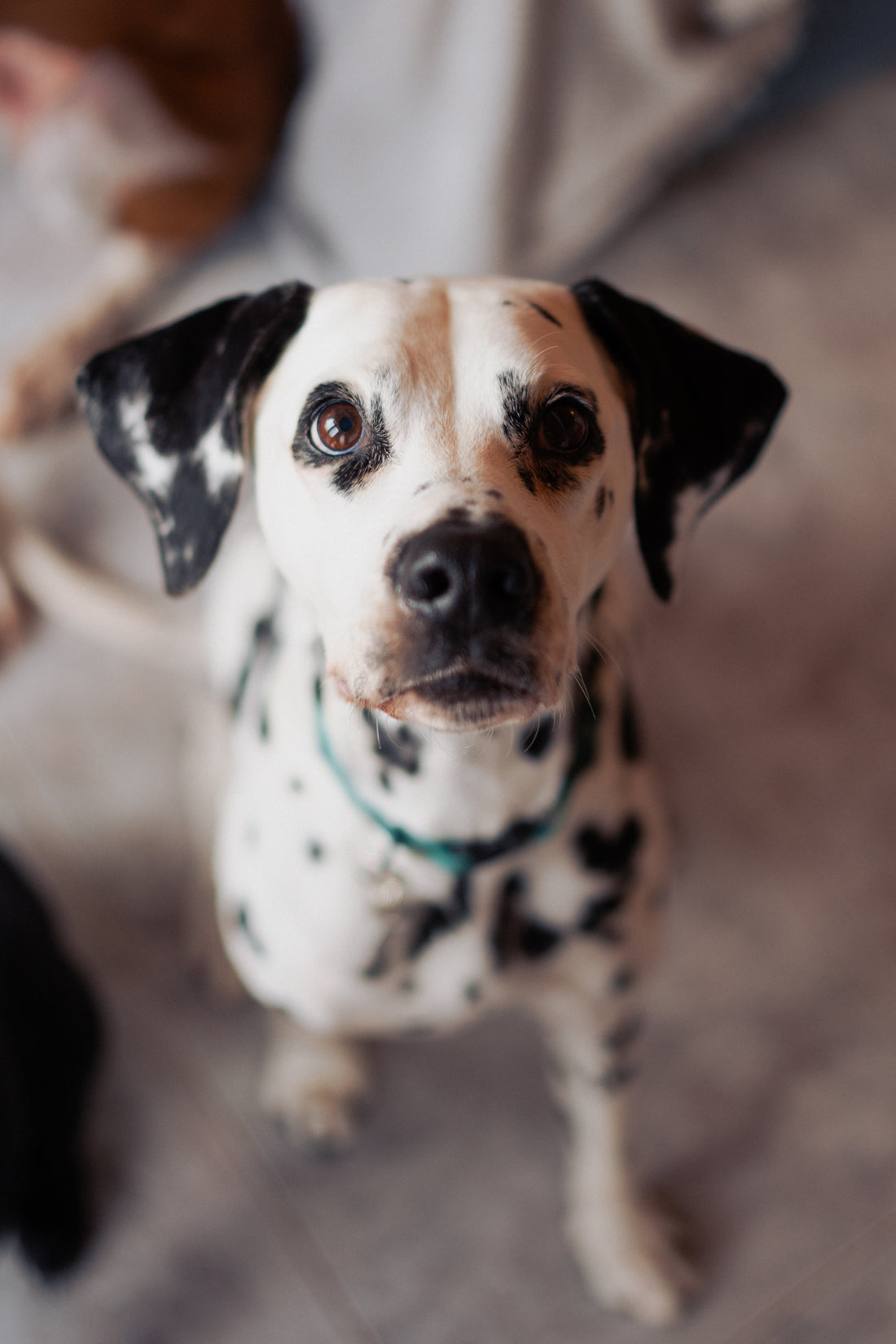 Perros Senior: Alimentación para una Vejez Saludable