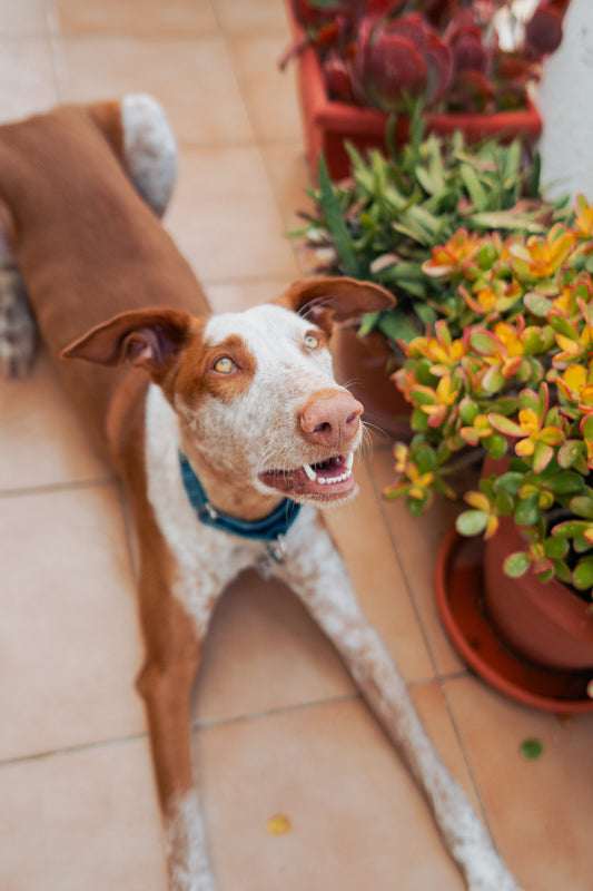 Adoptar ¿Por qué salvar una vida es la mejor decisión?