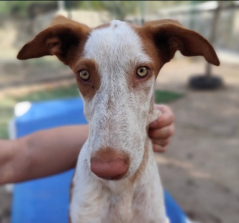 Adoptar ¿Por qué salvar una vida es la mejor decisión?