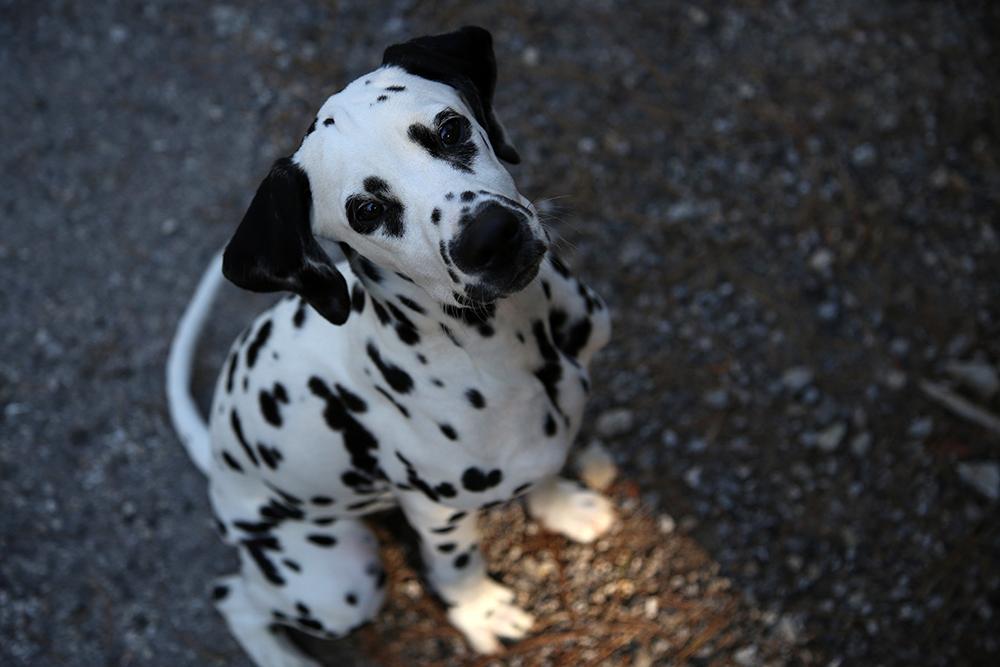 Beneficios de la Dieta Natural en Cachorros
