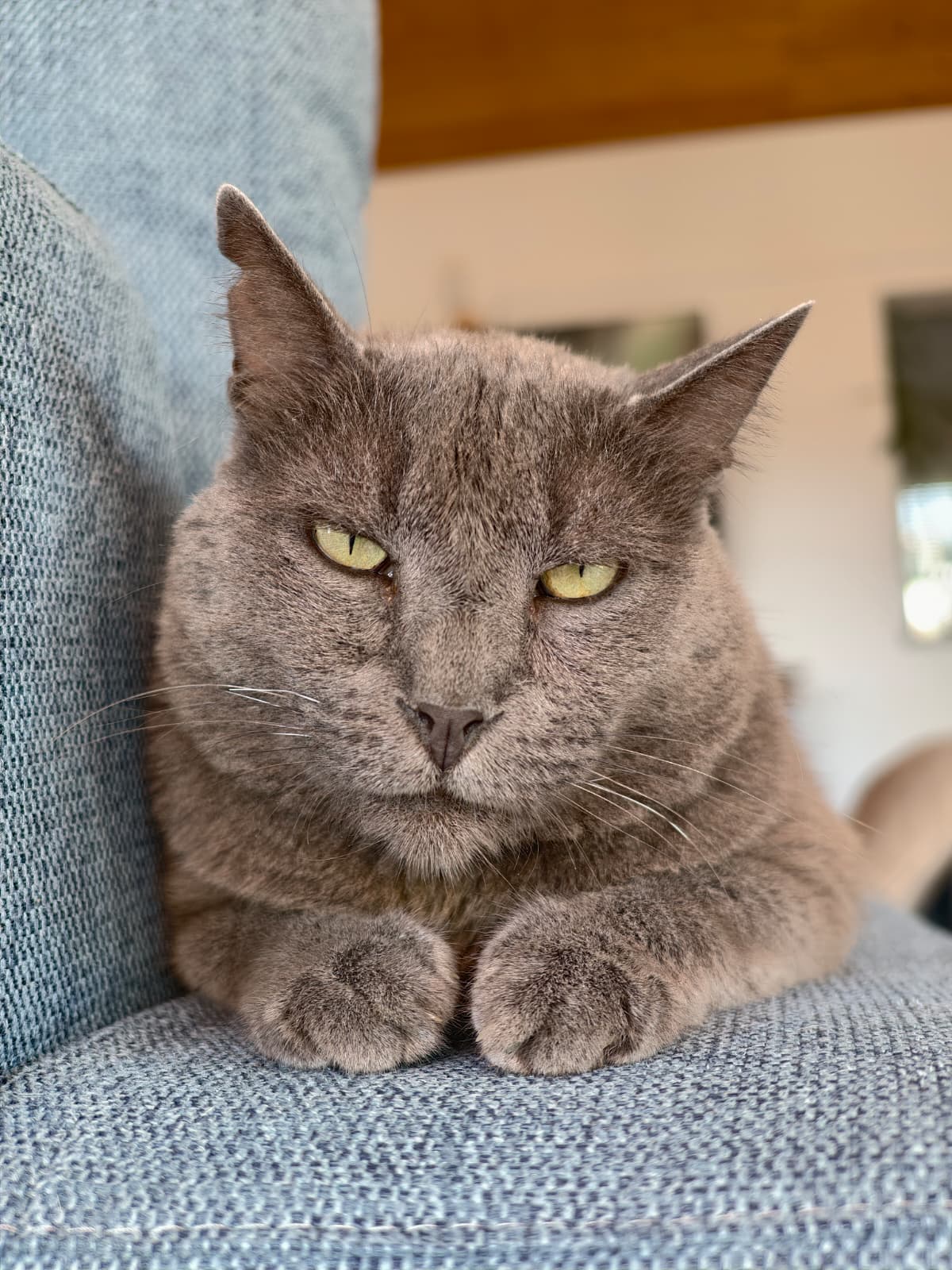 Gatos: Snacks, mordedores, arena