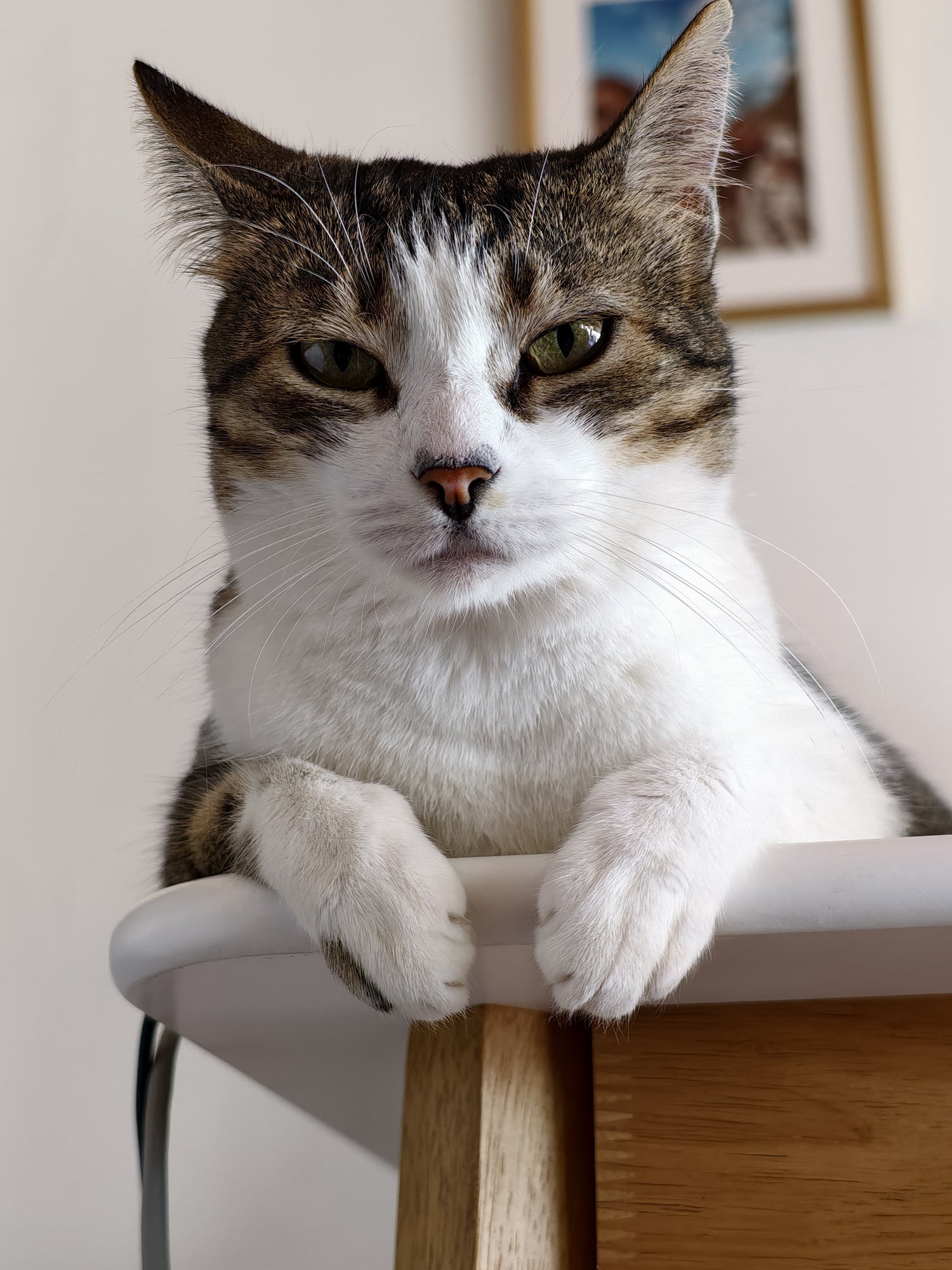 Comida cocinada para gatos