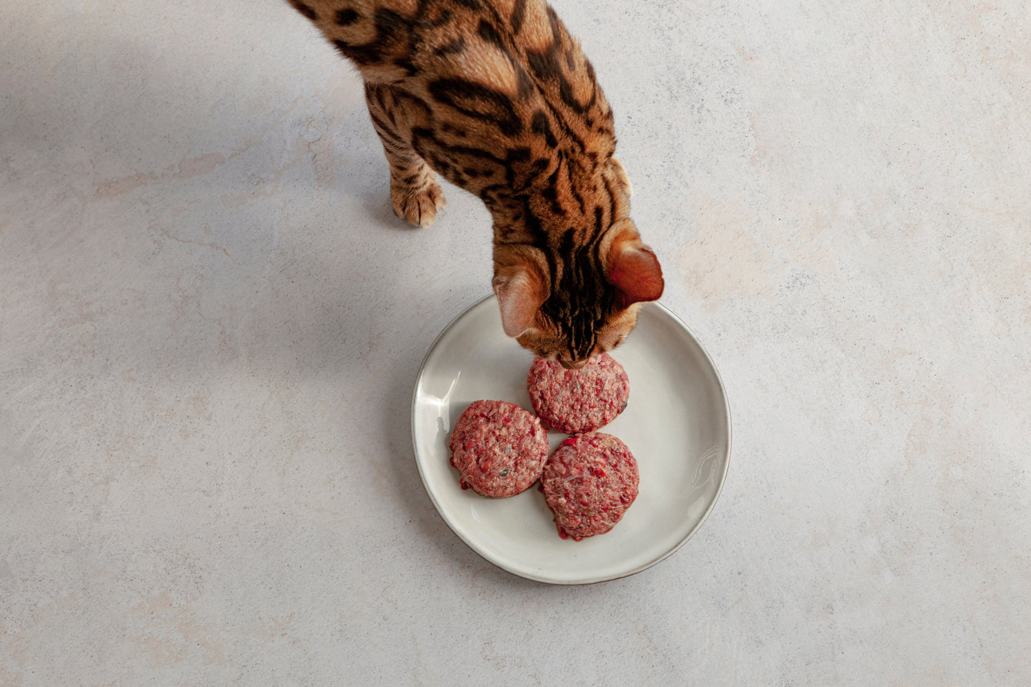 BARF - Alimento crudo para gatos