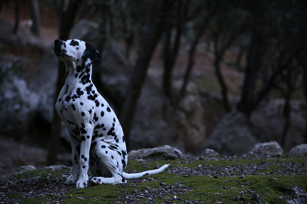 X - Bienvenidos a BARF Menorca - Casa Matilda