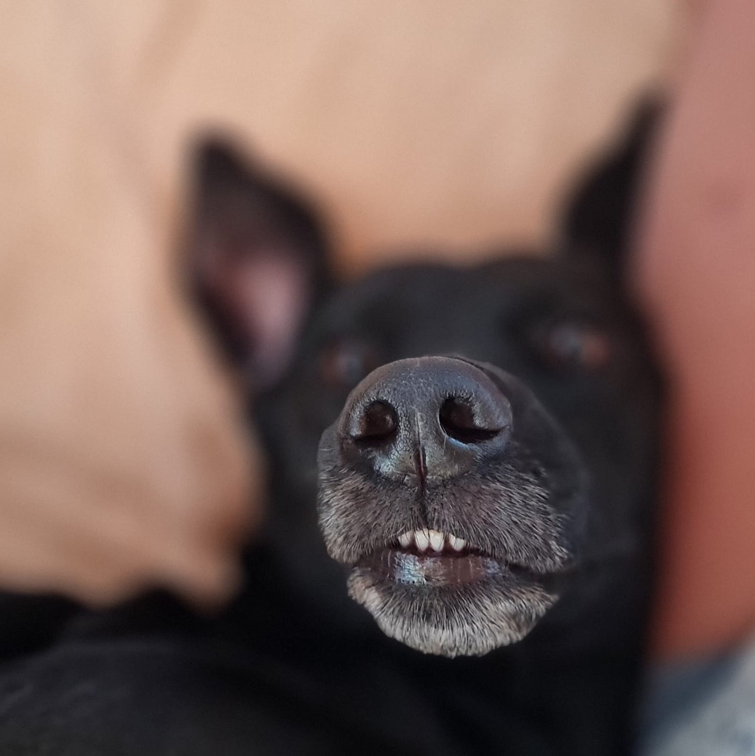 Comida cocinada para perros