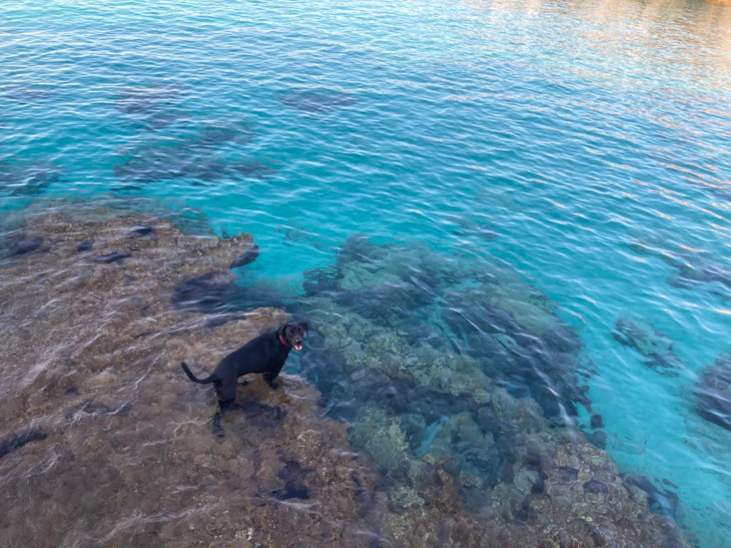 Pulgas y garrapatas: Antiparasitarios naturales para perros y gatos