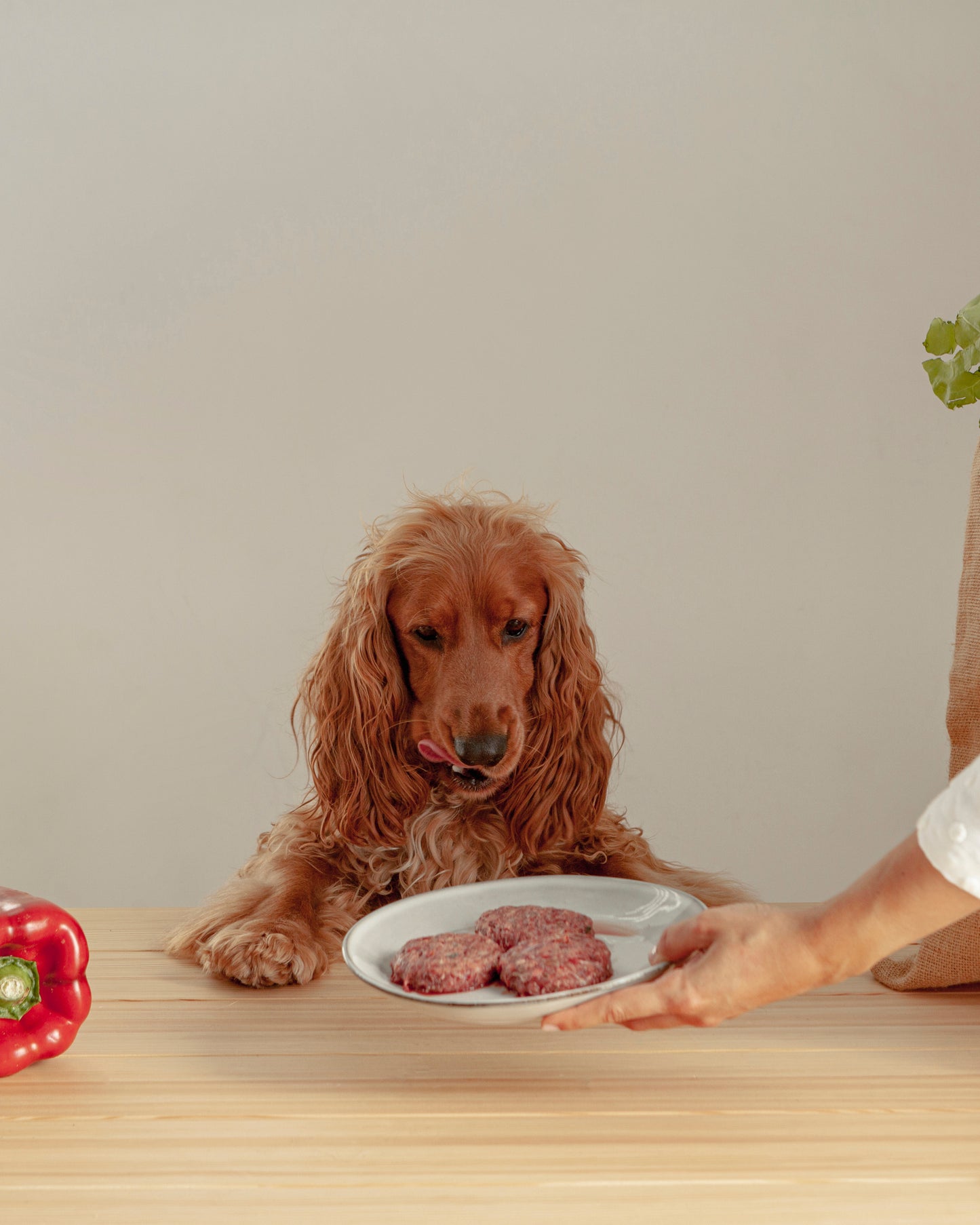 Wildbalance Menú de cordero